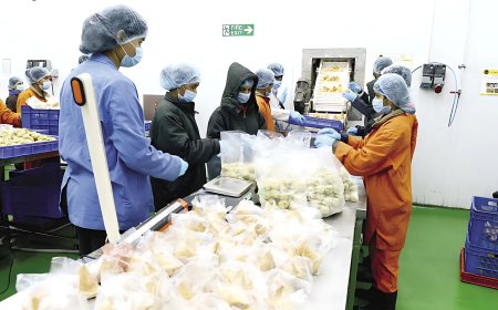 Will a Healthy Approach Reward Goeld Frozen Foods? Discover the Future of Frozen Meals